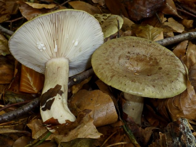 Lactarius blennius, Graugrüner Milchling